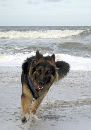 A black and tan German Shepherd is running on a beach with the ocean waves behind it.