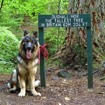 A black and tan German Shepherd is sitting next to a large tree and a green sign. The sign reads - DUGHALL MOT THE TALLEST TREE IN BRITAIN 62M. 204FT.