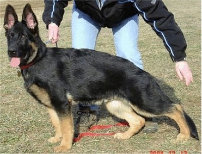 A black with tan German Shepherd puppy is standing in a yard in front of a person in a black jacket. The puppy has its tongue out