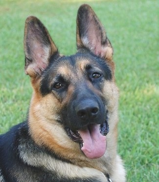 Close Up head shot - A black and tan German Shepherd is laying in grass. Its mouth is open and its tongue is out