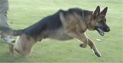 Action shot - A black and tan German Shepherd is running through a field wit its front end up in the air.