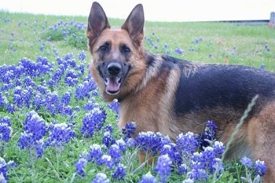A black and tan German Shepherd is standing in a field of lilacs