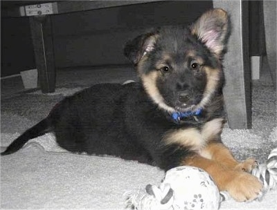 A small, black with tan German Shepherd/Husky mix puppy is laying on a tan carpet in front of a coffee table. It has its front paws overtop of a rope toy. It has fluffy looking fur on its head. One of its ears is up and the other ear is down.