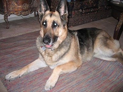 A large black and tan German Shepherd is laying on a rug and looking forward in front of a coffee table