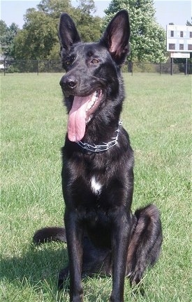 A black with a tuft of white German Shepherd is sitting in a football field. Its mouth is open and tongue is out
