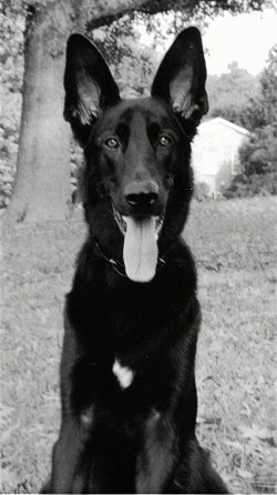 A black and white photo of a black with a tuft of white German Shepherd is sitting in a field, There is a large tree and a white building in the background