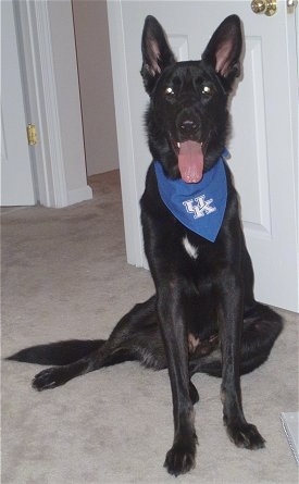 A black with a tuft of white German Shepherd is sitting in front of a door. It is wearing a blue University of Kentucky bandana. Its mouth is open and tongue is out