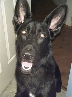 Close Up - A black German Shepherd is sitting in front of a doorway. Its mouth is open, it looks like it is smiling