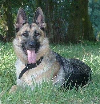A black and tan German Shepherd is laying in tall grass with a big tree behind it.