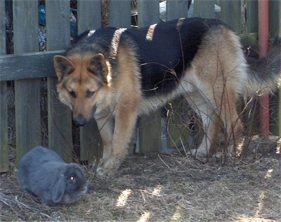 A black and tan German Shepherd is standing against a wooden fence looking down at a grey rabbit that is in front of the dog.