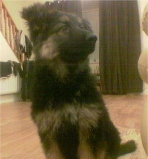 Close Up - A fluffy black with tan German Shepherd puppy is sitting on a hardwood floor on a small tan throw rug behind a couch
