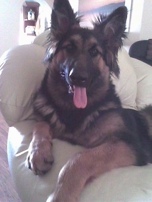 A black with tan German Shepherd is laying in a white leather arm chair and its mouth is open and tongue is out