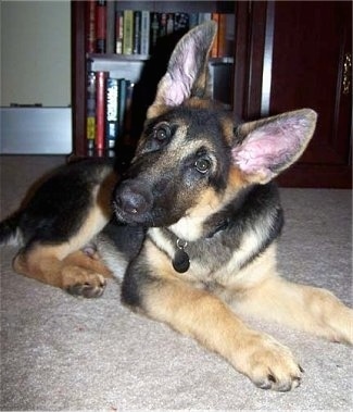 Close Up - A black and tan German Shepherd puppy is laying on a carpet. Its head is tilted to the right