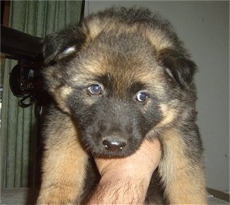 Close Up - A fluffy black and tan German Shepherd puppy is being held in the air by a persons hand
