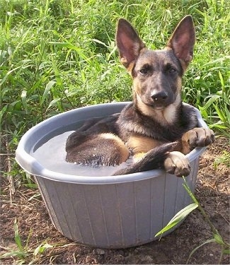 A black with tan German Shepherd puppy is laying in a plastic bucket of water outside