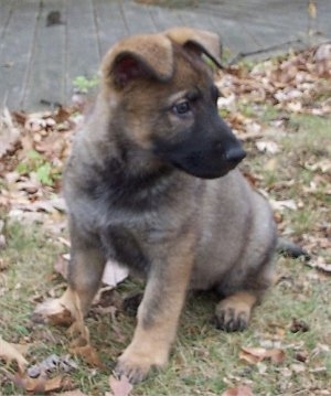 A black and tan German Shepherd puppy is sitting in grass with a wooden deck behind it and looking to the right