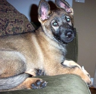 A black and tan German Shepherd puppy is laying on a green couch and looking to the right. There is a brown pillow on the couch behind it.