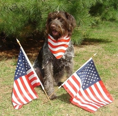 A German Wirehaired Pointer is sitting in front of a tree and wearing an American flag bandana. There are two American flags in front of it.
