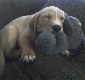 A Golden Labrador puppy is sleeping on a toy on a brown couch
