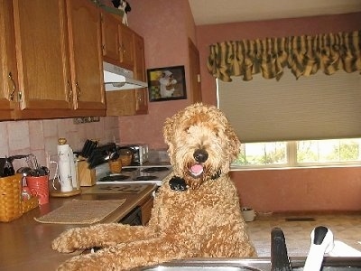 A red Goldendoodle is jumped up at a kitchen countertop. Its mouth is open, it looks like it is smiling