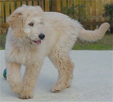 A tan and cream Goldendoodle puppy is moving across a porch. Its mouth is open and tongue is out looking happy and mischievous.