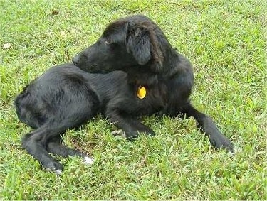 A black Gollie puppy is laying in grass and looking to the left