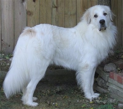 Right Profile - A white with tan Great Pyrenees is standing in dirt and there is a wooden fence behind it and a small concrete and brick wall in front of it.