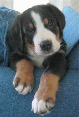 A tricolor black, tan and white Greater Swiss Mountain Dog puppy is laying on the arm of a blue couch with blue pillows behind it. Its head is tilted to the left