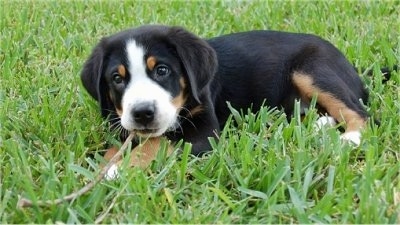 A tricolor black, tan and white Greater Swiss Mountain Dog puppy is laying outside in grass chewing on a stick.