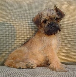 A tan with black Belgian Griffon is sitting at the back of a tan couch