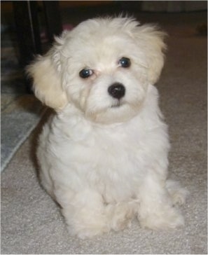 A white and cream Havachon puppy is sitting on a tan carpet under a table