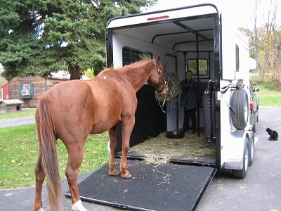 There is a blonde haired girl in a trailer, leading a brown with white horse that is standing on a trailer ramp into a white horse trailer.