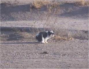 A black and white small Jatzu dog is pooing outside on a sandy dry ground.