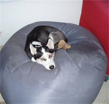 A black, grey and white Siberian Husky dog laying down on a grey bean bag chair.