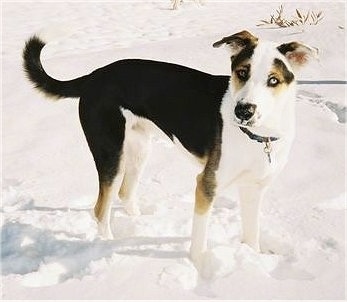 Side view - A tricolor black with white and tan Husky mix is standing in snow and it is looking to the left. It has one blue eye and one brown eye.