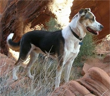 View from the side - A panting, black with white and tan Husky mix is standing outside in grass next to a red cave and large red rocks looking to the left.