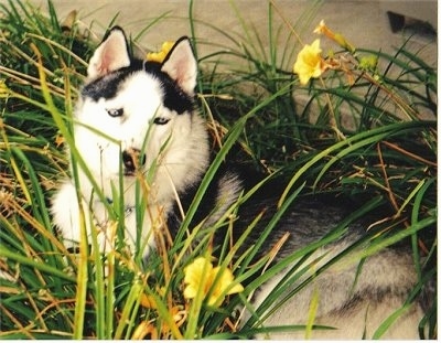Side view - A black, grey and white Husky dog is laying across a grassy surface with yellow daffodil flowers around it. The tall grass is overtop of the Husky. It is looking up and there is a concrete porch behind it.