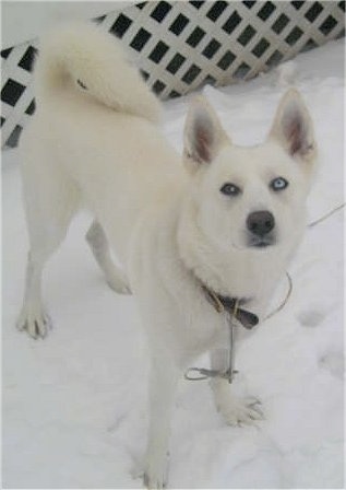 A pure white Siberian Husky with two different colored eyes is standing in snow and it is looking up.