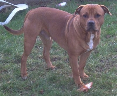 A brown with white Irish Staffordshire Bull Terrier is standing in grass. In front of its paw is a bone. There is a fallen over lawn chair in the background