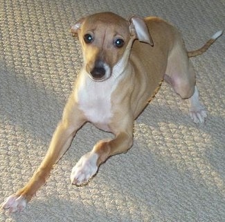 A tan with white Italian Greyhound is laying on a tan carpet