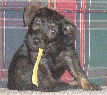 A black with tan Jacairn puppy is sitting in front of a plaid green, blue and maroon couch with a piece of rawhide in its mouth