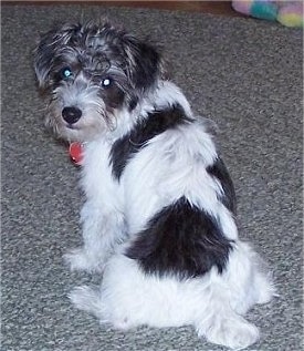 A white with black Jack-A-Poo puppy is sitting on a carpet and looking back