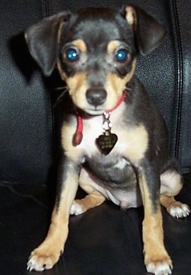 A black with tan and white Jack Chi puppy is sitting on a black leather couch