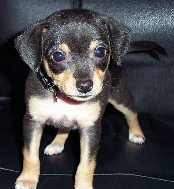 black jack russell terrier chihuahua mix