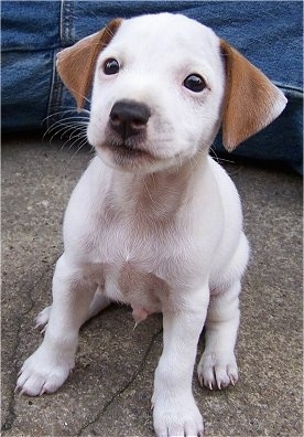 A small white with tan Jack-Rat Terrier puppy is sitting on a sidewalk, in between a person in blue jeans spread out legs.