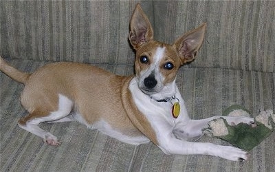 A perk-eared white with tan Jack-Rat Terrier is laying on a tan couch with a chewed on green and tan plush frog toy under its front paw.