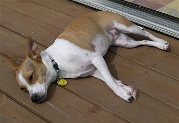 A white with tan Jack-Rat Terrier is sleeping on its side on a wooden front porch.