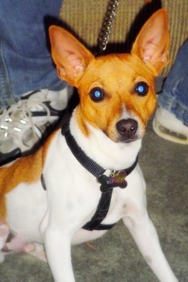 A white with tan Jack-Rat Terrier is sitting in front of a couch with a person wearing blue jeans behind it
