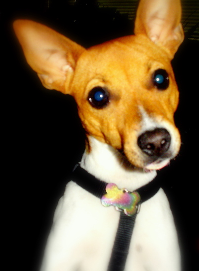 Close Up head shot - A white with tan Jack-Rat Terrier is wearing a black harness has its head tilted to the left