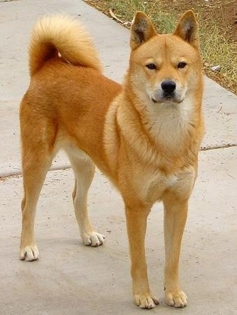 A reddish-tan with white Jindo is standing on a sidewalk looking alert.